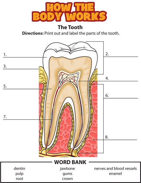 Activity: Teeth | Human body lesson, Human body unit study, Human body unit