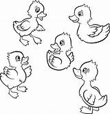 Cute Duck Coloring Pages Sketch Page sketch template
