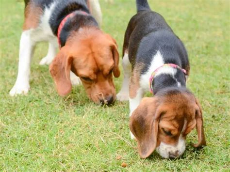 21 Beagle Health Problems (from Experienced Owners)