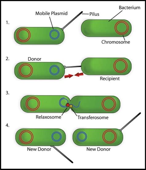 Henry's Home: Compare and Contrast Binary Fission and Conjugation