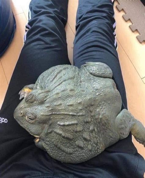 African pixie frog! : r/AbsoluteUnits