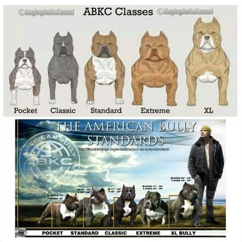 Xxl American Bully Size Chart | 09rosaline