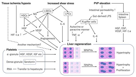 IJMS | Free Full-Text | Liver Regeneration after Hepatectomy and Partial Liver Transplantation