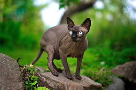 Grey Sphynx Cat: Facts, Genetics & FAQs (With Pictures)