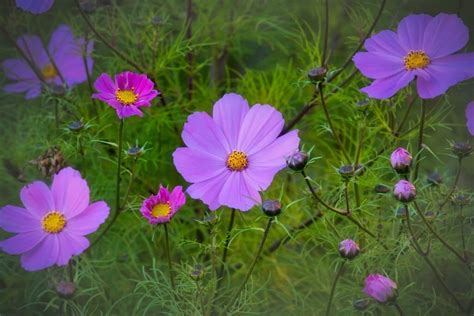 October Birth Month Flowers: Marigold and Cosmos - Petal Republic