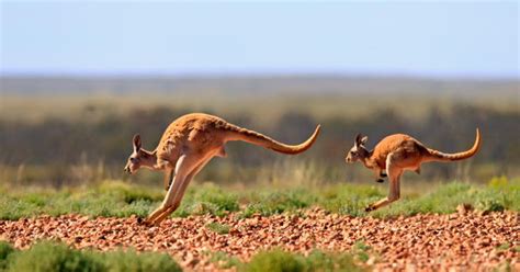 Red Kangaroo Facts | The Largest Marsupial