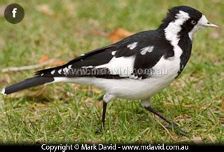 Mark David | Those black and white birds on Australia’s east coast