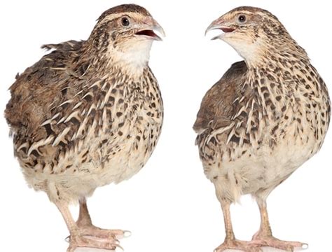 Quail Farming Project Report, Cost and Profit Analysis | Agri Farming