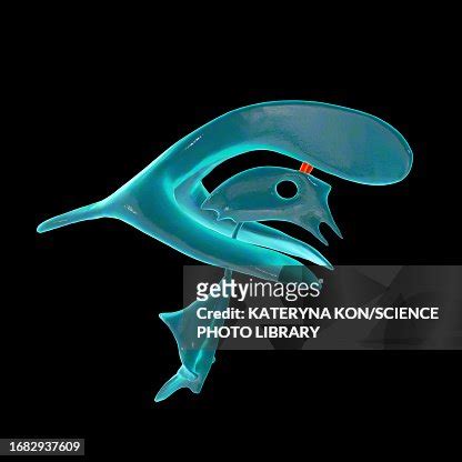 Interventricular Foramen Illustration High-Res Vector Graphic - Getty Images