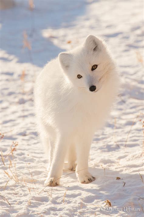 Baby Arctic Fox Wallpapers - Top Free Baby Arctic Fox Backgrounds ...