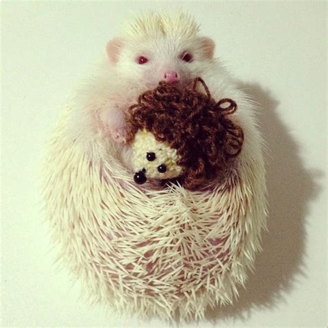 Meet Japan’s adorable albino hedgehog