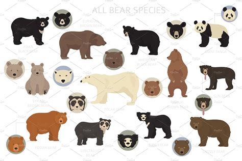 Bear species set | Illustrations ~ Creative Market