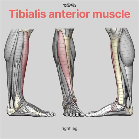 Anatomy For Sculptors - Tibialis anterior muscle