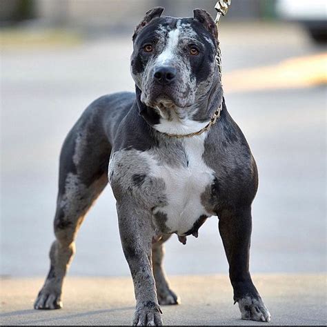 Merle Pitbull: Puppies, Price, Life Expectancy and MUCH MORE