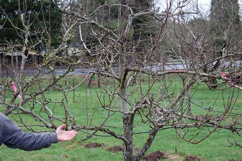 Pear Tree Pruning - Quiet Corner