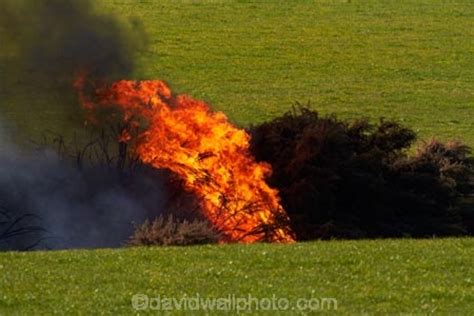 Burning off gorse, Strath Taieri, near Dunedin, Otago, South Island, New Zealand