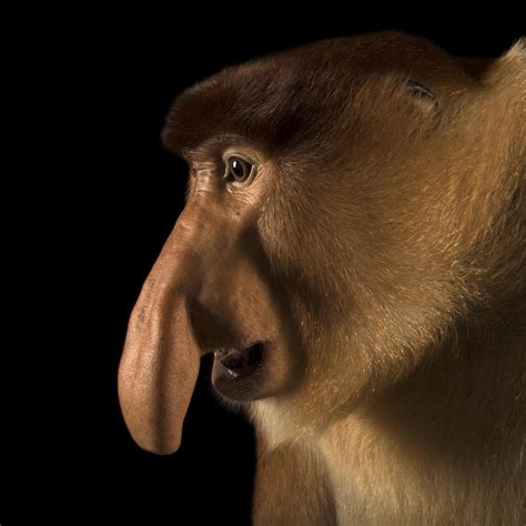 Proboscis Monkey | National Geographic