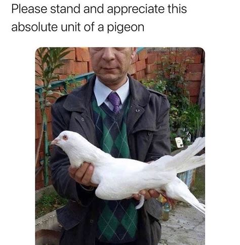 The best Pigeon memes :) Memedroid