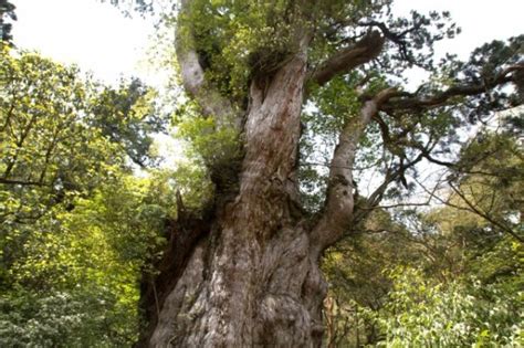 Best Yakushima Hiking Trails | Japan Wonder Travel Blog