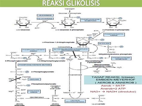 Glikolisis