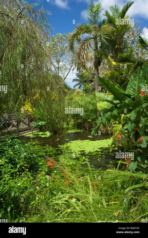 Barbados andromeda botanic garden hi-res stock photography and images ...