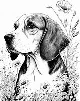 19  Beagle Coloring Pages FarrellAlec sketch template