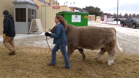 Fort Worth Stock Show and Rodeo exhibitors look to keep livestock warm ...