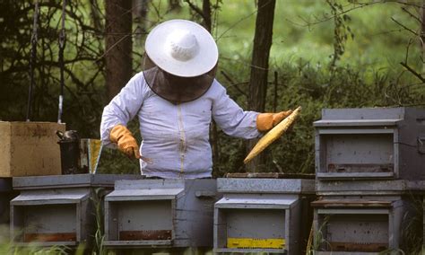 Queen Bee Rearing Techniques: Ensuring Strong Offspring