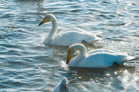 Premium Photo | Swans in the sun swimming in water in a lake outdoor