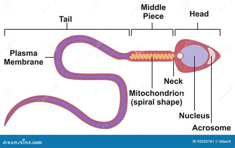 Sperm And Egg Cell. Natural Fertilization. 3d Illustration On Red ...