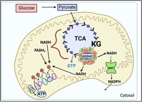 IJMS | Free Full-Text | The α-Ketoglutarate Dehydrogenase Complex as a ...