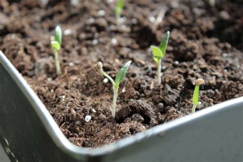 Tomato Plant Spacing in Containers, Ground | Gardening Tips