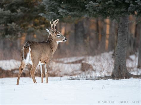 Algonquin Winter Wildlife Photography Workshops