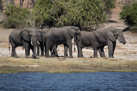 Decisions - Chobe Safari - Botswana | Chobe National Park is… | Flickr