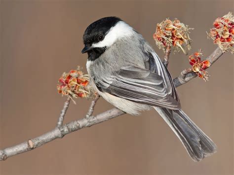 Black-capped Chickadee - eBird in 2021 | Black capped chickadee, Chickadee, Free id