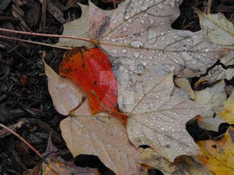 Water Droplets on Leaves by KarmaKhameleon on DeviantArt