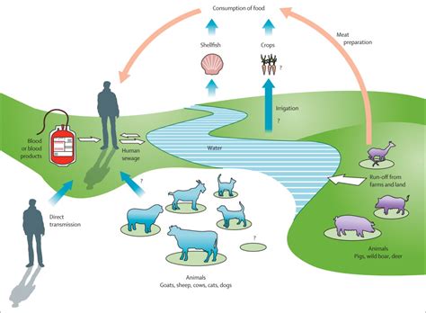 Hepatitis E - The Lancet