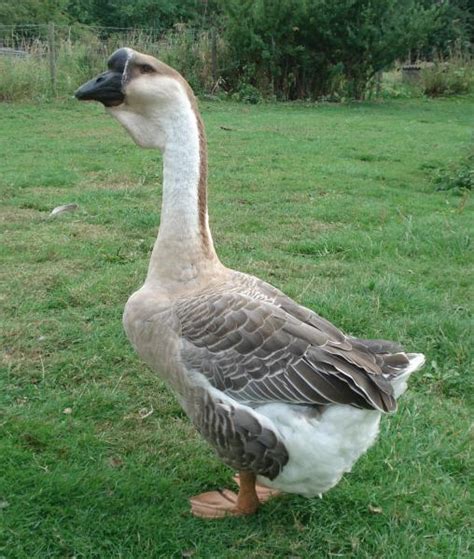 Lion Head or “African” Geese