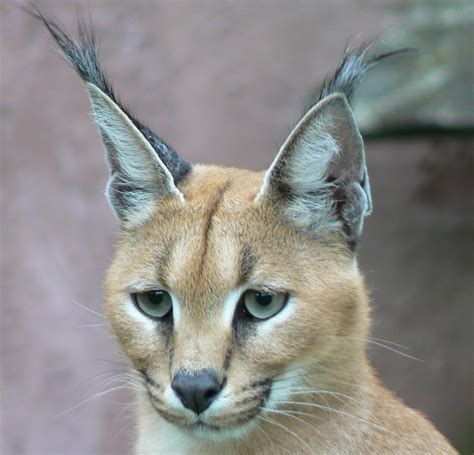 The Caracal: Six Remarkable Adaptations and General Facts - Owlcation ...