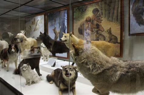 400,000 stuffed animals at the State Darwin Museum, Moscow - Kidding ...