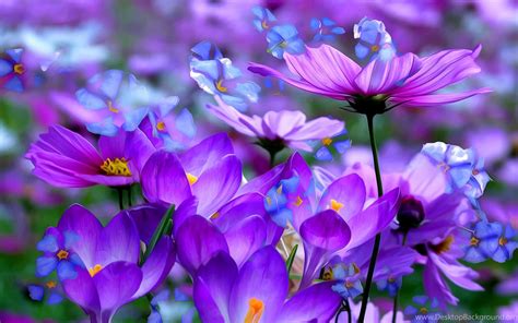 Purple Flowers Blooming HD Wallpapers For Desktop & Mobile Desktop Background