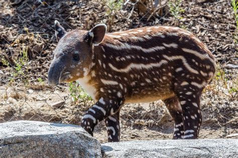 One month old Baird's tapir - ZooChat