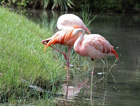 Chilean Flamingo