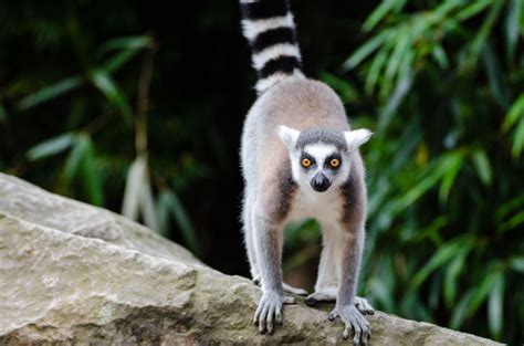 9 Madagascar Creatures You Must Hop On A Flight To Meet ASAP- #wildlife #endangeredspecies # ...