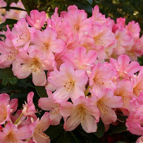 West Virginia state flower Rhododendrons | West Virginia | Pinterest