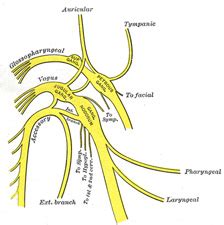 Glossopharyngeal nerve - human anatomy organs