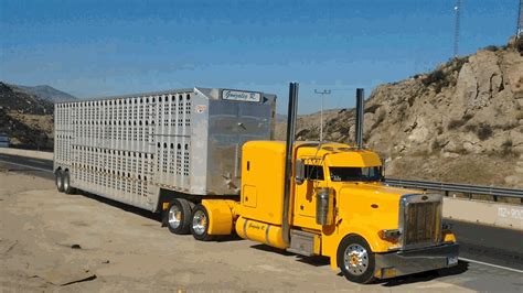 Bull Hauler Left Lane | Yellow Peterbilt Bullboys | Big trucks, Peterbilt trucks, Livestock trailers