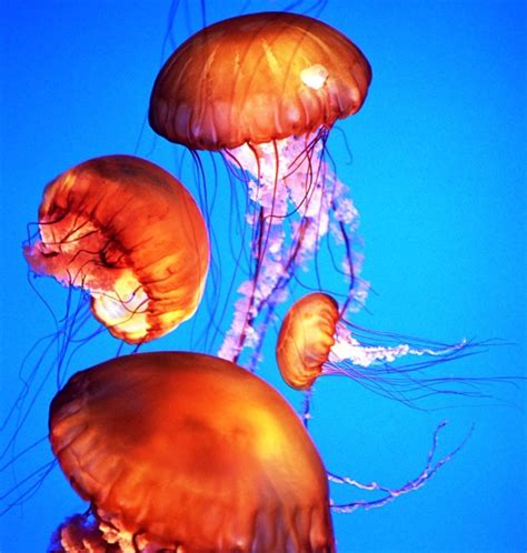 Coelenterata Cnidaria