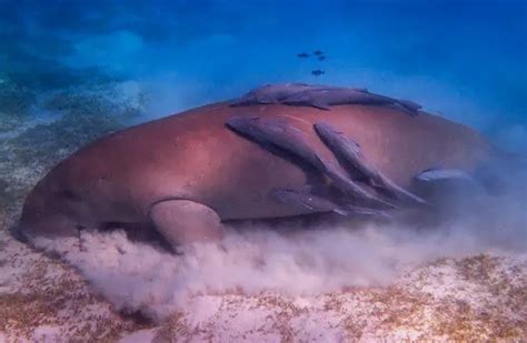 Dugong - Description, Habitat, Image, Diet, and Interesting Facts