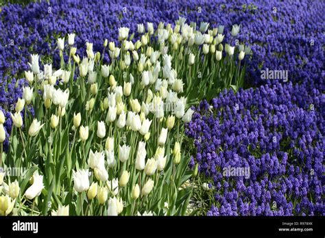 tulip and hyacinth garden Stock Photo - Alamy